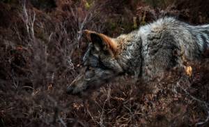 Hugues Willy KREBS - NEREIDES STUDIO